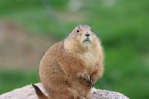 small african animals that are similar to prairie dogs